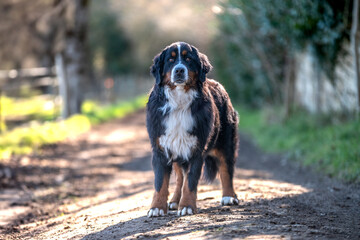 Portrait d'un chiot de race bouvier bernois dans un élevage 