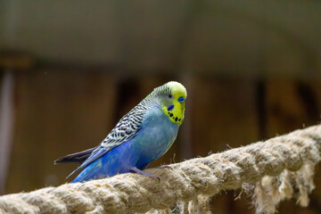 budgerigar from the genus of medium-sized parrots. wild bird sitting on a rope.