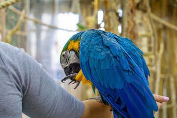 a macaw parrot sitting on a man's hand. a large bird sitting on a woman