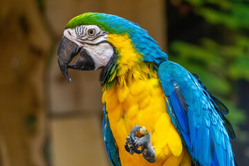 large colorful macaw parrot. a tame wild bird holding food in its claws.