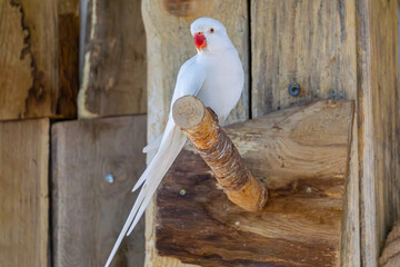 parakeet. A medium-sized exotic bird from the parrot family. colorful wild bird sitting on wood