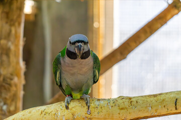 Fototapeta premium Rose Alexandretta, parrot bird sitting on wood. wild exotic bird.
