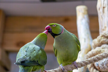 Ring-necked Alexandretta, parrot bird sitting on wood. wild exotic bird. love of animals. parrots kissing with their beaks. liking.