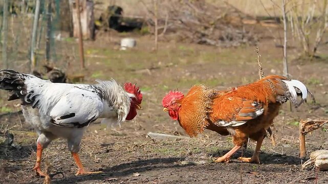 Two Roosters Red and White Fight in the Backyard