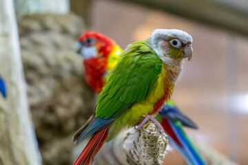medium parrot sitting on pieces of wood. colorful wild exotic bird.
