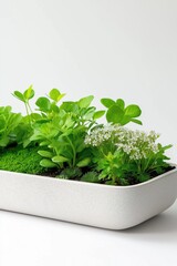 Fototapeta premium A white ceramic pot with a variety of green plants in it. The plants include herbs, flowers, and grass. The pot is placed on a white surface