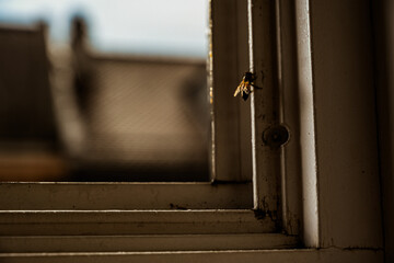 a bee on the opened window