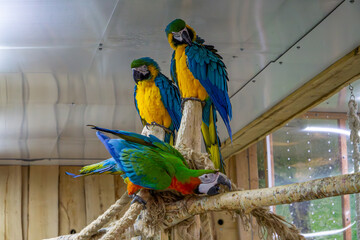 Obraz premium large colorful macaw parrots sitting on wood. tame large wild exotic birds.
