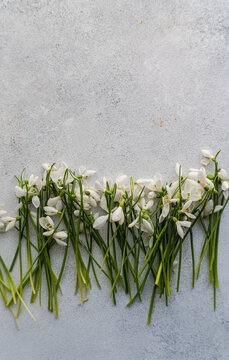 Overhead view of a row of freshly picked white snowdrops on a table