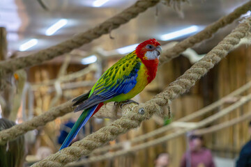 Rosella, a medium-sized parrot sitting on a rope. wild exotic bird.