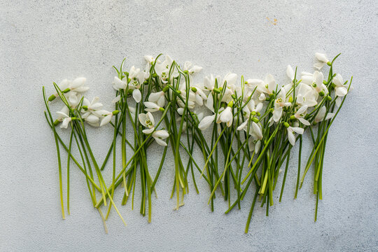 Overhead view of a row of freshly picked white snowdrops on a table
