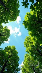 Fototapeta premium Trees and sky blend seamlessly under the canopy, sky, blend, seamless