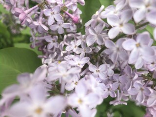 Branch of beautiful lilac flowers. Floral theme background.