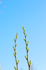 Close-up of budding branches against clear blue sky