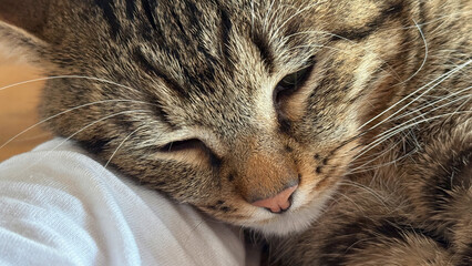 Cat lies relaxed and purrs