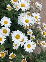 Plantas y flores de colores. Rojas, verdes, amarillas y moradas. Cactus, crasas y aromáticas