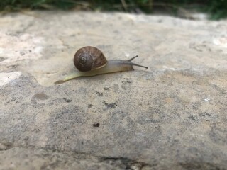 caracol en fondo de piedra