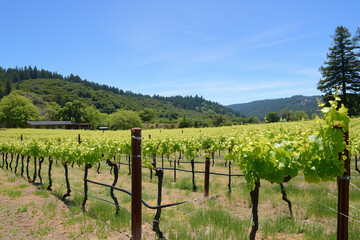Obraz premium Scenic Vineyard Landscape with Rolling Hills and Lush Green Vines Under a Clear Blue Sky