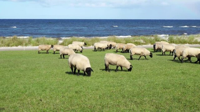 Ostsee Strand im Herbst mit Schafe bei starkem Wind und rauer See