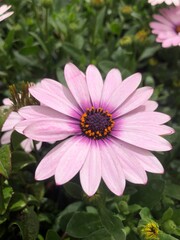 Fototapeta premium Plantas y flores de colores, naranja, rojo, verde y morado. Cactus, crasas y aromáticas.