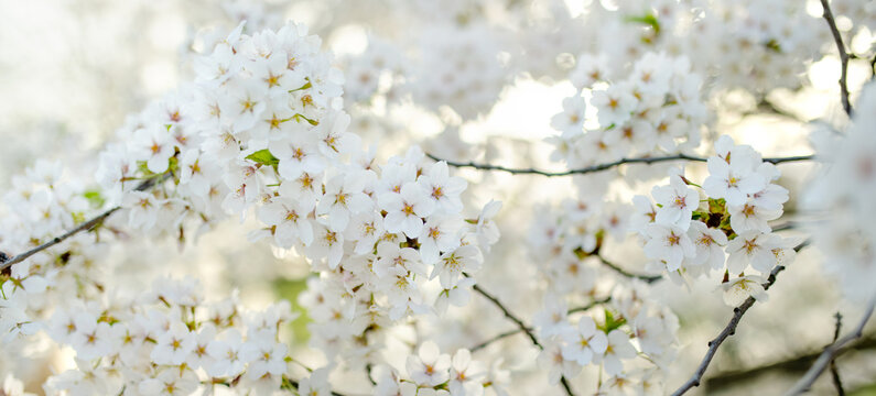 Beautiful cherry tree blossoming on spring. Beauty in nature. Tender cherry branches on spring day outdoors.