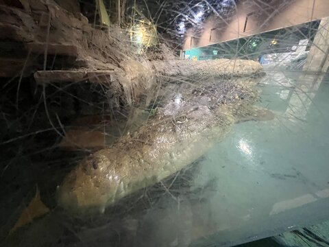 peces tropicales, cocodrilos, siluro, pez payaso, tortugas y anfibios de rio en Acuario
