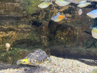 peces tropicales, cocodrilos, siluro, pez payaso, tortugas y anfibios de rio en Acuario