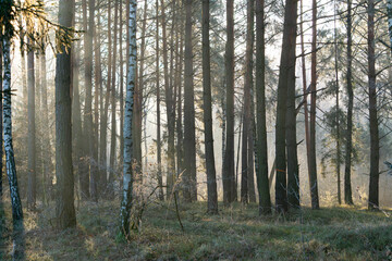 sun rays in the winter forest in the morning. streaks of sunlight shining through trees in a mixed, coniferous and deciduous forest. morning in the forest. winter dawn. magic forest.