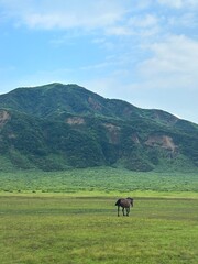 Horse in a filed on a mountain in Japan