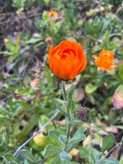 cactus, crasas y flores naranjas, moradas, rojas y verdes.