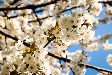 Blossoming cherry trees.