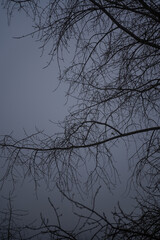 Bare tree branches in a thick fog. Gloomy cloudy weather