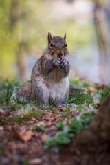 Friendly gray squirrel in a city park.