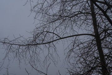 Bare tree branches in a thick fog. Gloomy cloudy weather