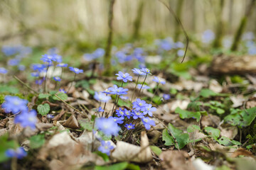 Blossoming hepatica flower in early spring in forest.