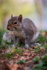 Friendly gray squirrel in a city park.