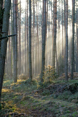 sun rays in the winter forest in the morning. sun streaks breaking through trees in a mixed, coniferous and deciduous forest. morning in the forest. winter dawn. magic forest. young tree