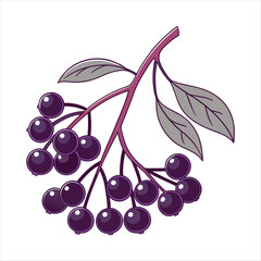 Obraz premium Elderberry fruit vector art illustration