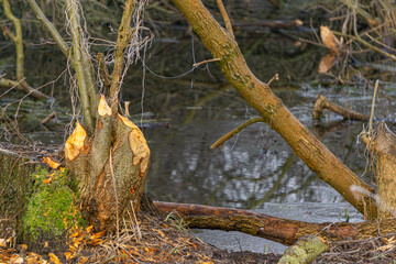 a tree gnawed on all sides by beavers