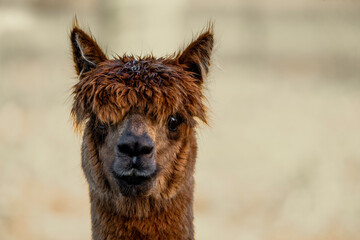 close up of a brown alpaca