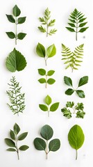 19. A collection of various shapes of green and dry leaves on a smooth white backdrop