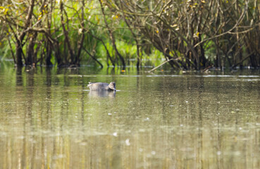 gadwall in the lake, green water surface, gray cute duck, gadwall swimming on the lake, reflection of trees in the lake, waves on the surface, Mareca strepera, beautiful light and pollen on the pond