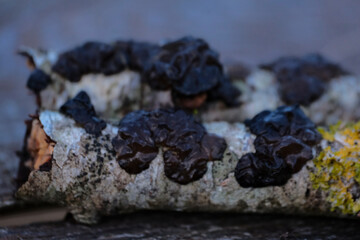 Exidia glandulosa jelly fungus, known as black witches` butter, black jelly roll, or warty jelly fungus