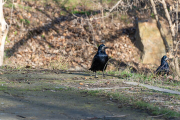 Bird rook perching and looking in early spring in city park. Crow with black feather and bare beak....