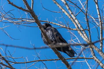 Bird rook perching and looking in early spring in city park. Crow with black feather and bare beak. Corvus frugilegus is species of genus corvus. Gregarious eurasian of passerine bird animals in wild.