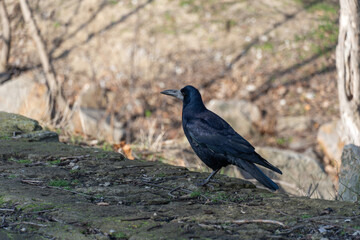 Obraz premium Bird rook perching and looking in early spring in city park. Crow with black feather and bare beak. Corvus frugilegus is species of genus corvus. Gregarious eurasian of passerine bird animals in wild.