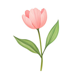 Fototapeta premium A delicate pink tulip with smooth petals and vibrant green leaves.