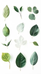 Naklejka premium 88. A clean and modern depiction of green and dry leaves placed softly on white