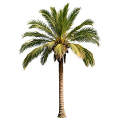 Obraz premium palm tree isolated on transparent background