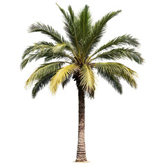 Fototapeta premium palm tree isolated on transparent background